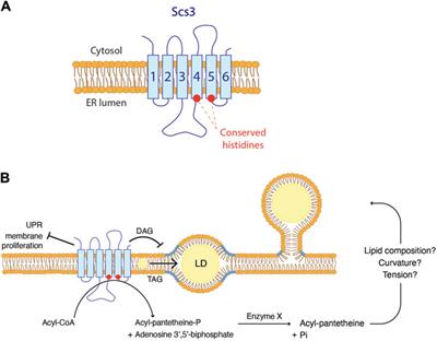 FIT2 proteins and lipid droplet emergence, an interplay between phospholipid synthesis, surface tension, and membrane curvature